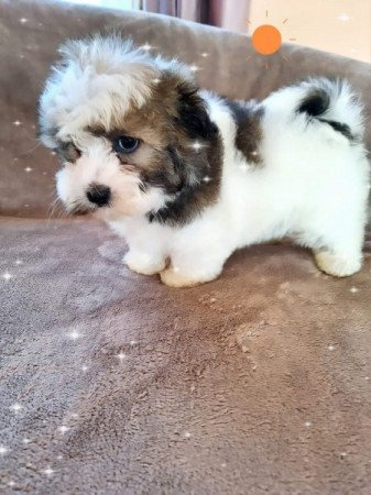 Havanese