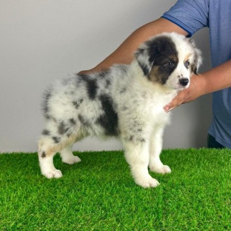 Ausztrál juhászkutya