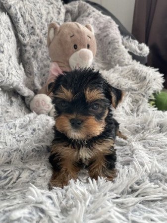 Yorkshire terrier