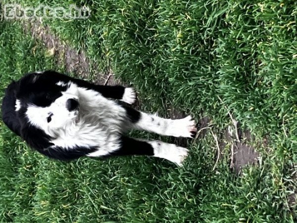 Border Collie lány 06702697003