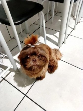 Shih tzu