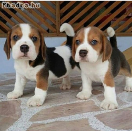 Beagle kölykök