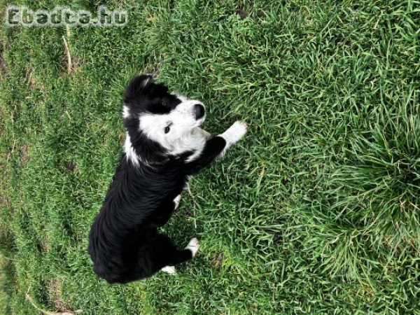 Border Collie lány 06702697003