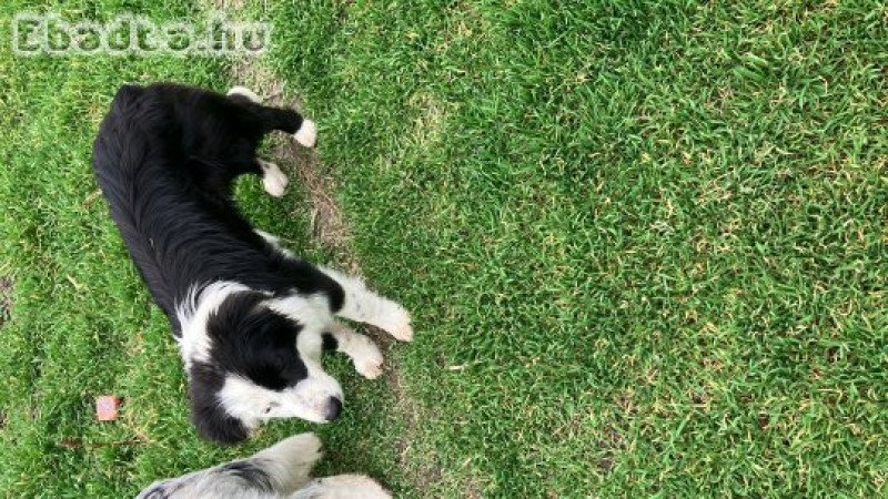 Border Collie lány 06702697003