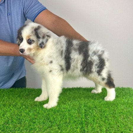 Ausztrál juhászkutya