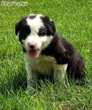 border collie kölykök