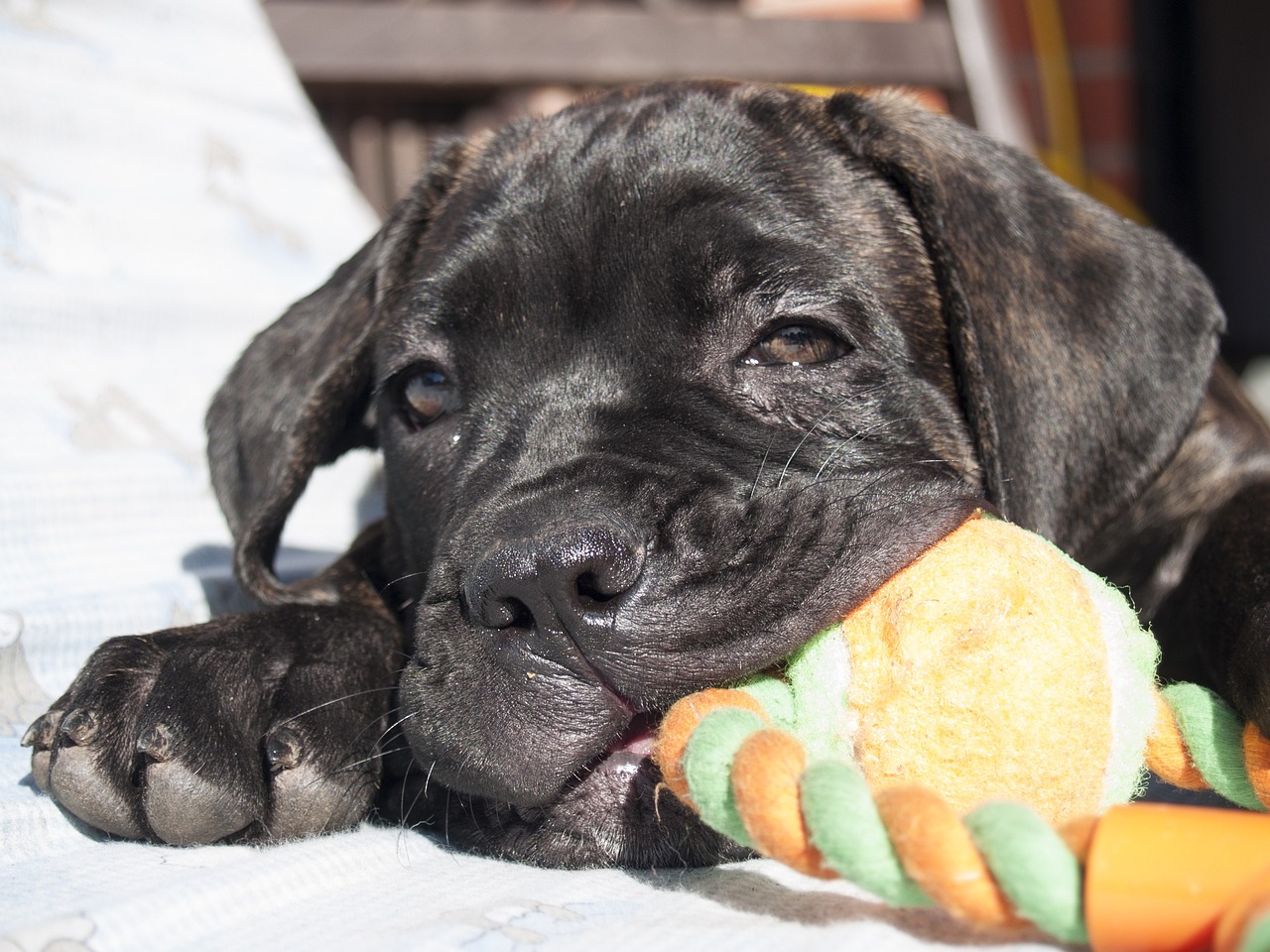 cane corso