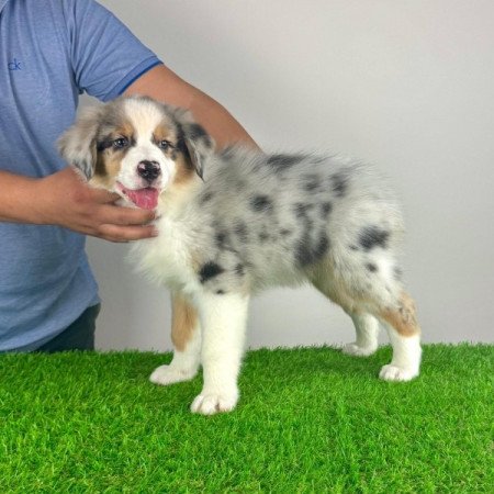 Ausztrál juhászkutya