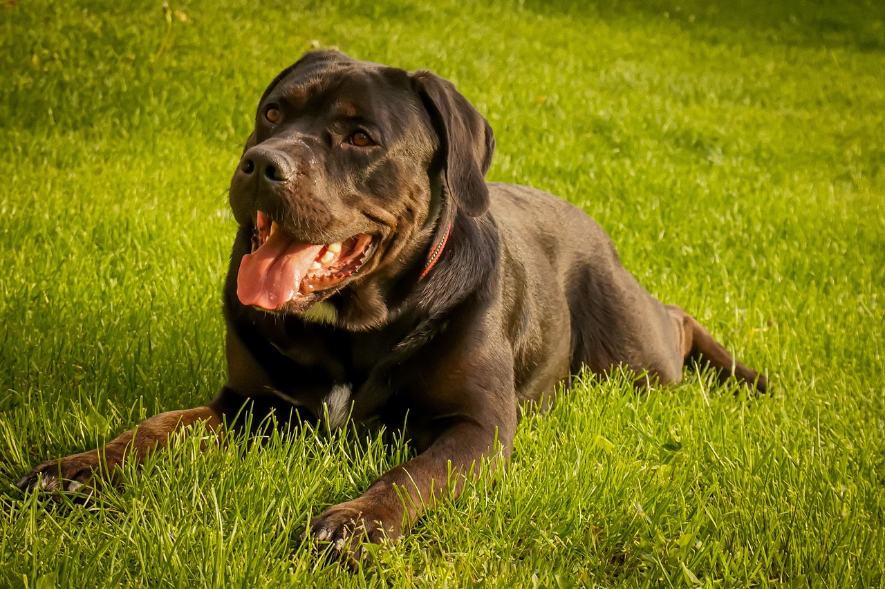 cane corso