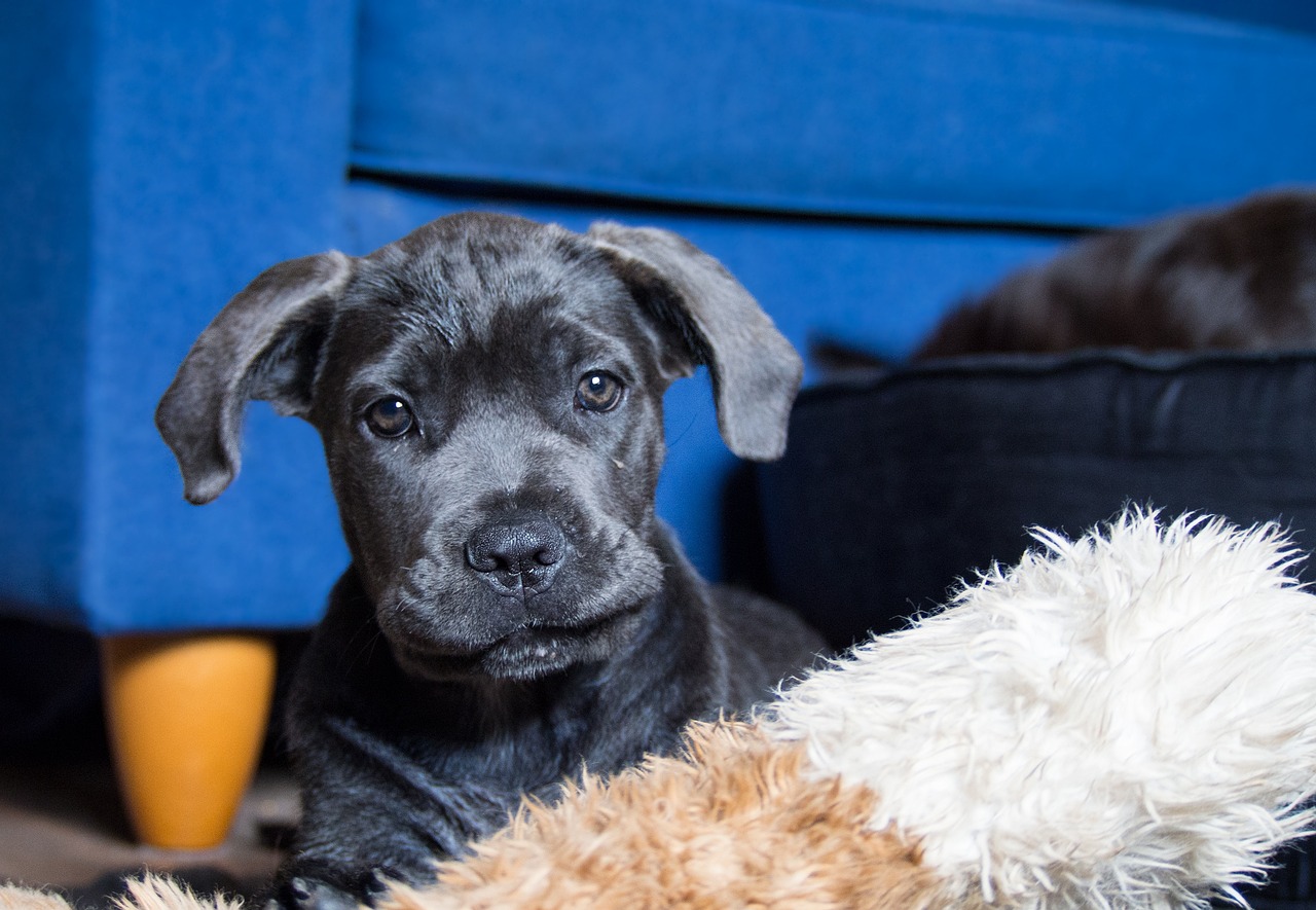 cane corso