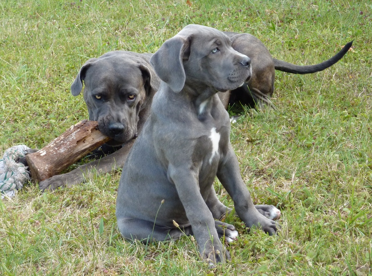 cane corso