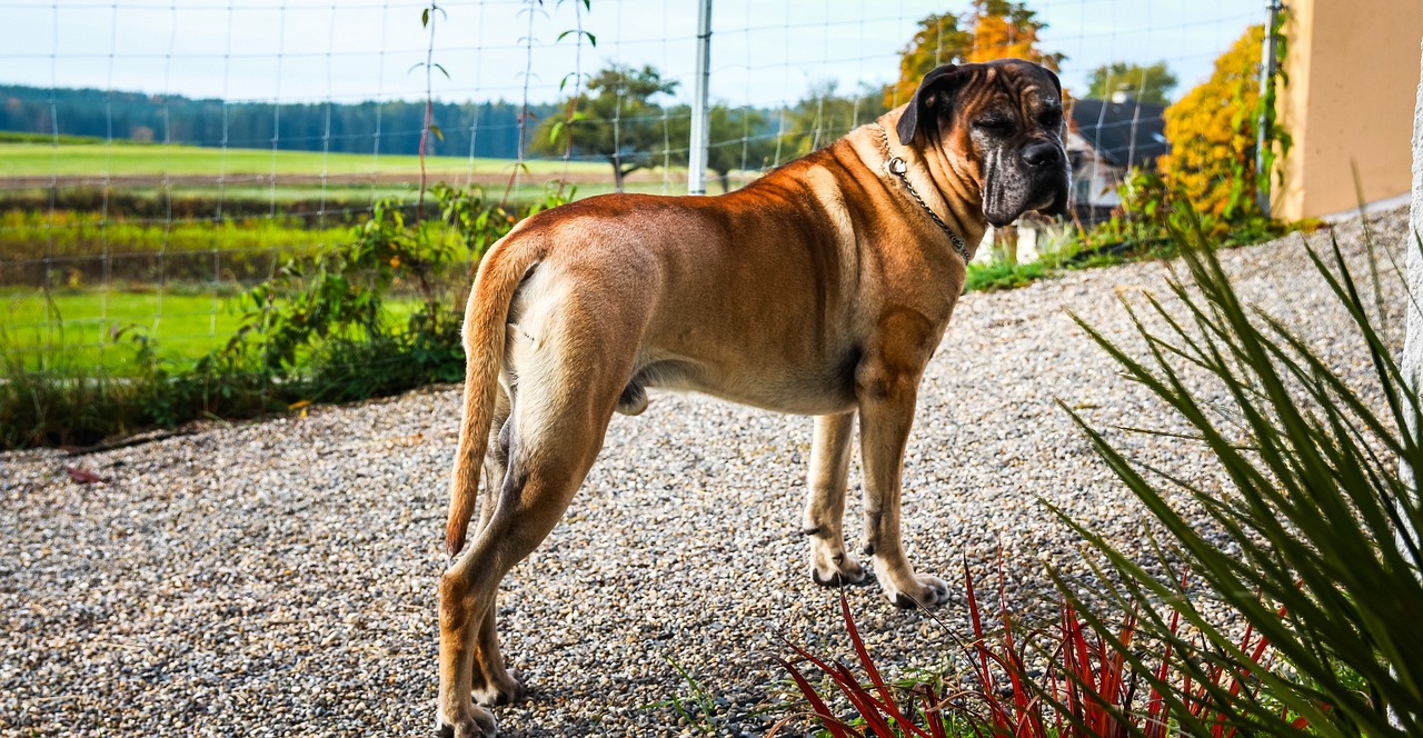 cane corso