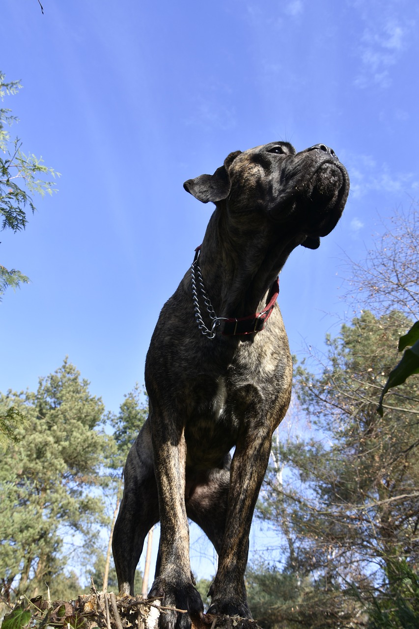 cane corso