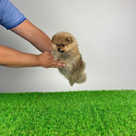 Pomerániai törpespitz