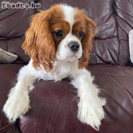 cavalier King Charles spániel kölykök