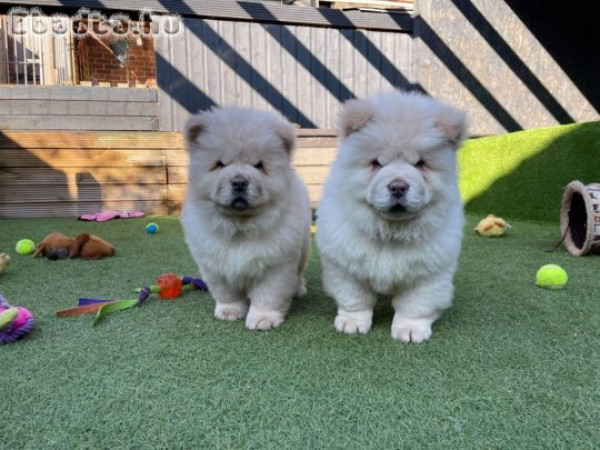 Chow Chow kölykök