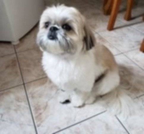 Shih tzu