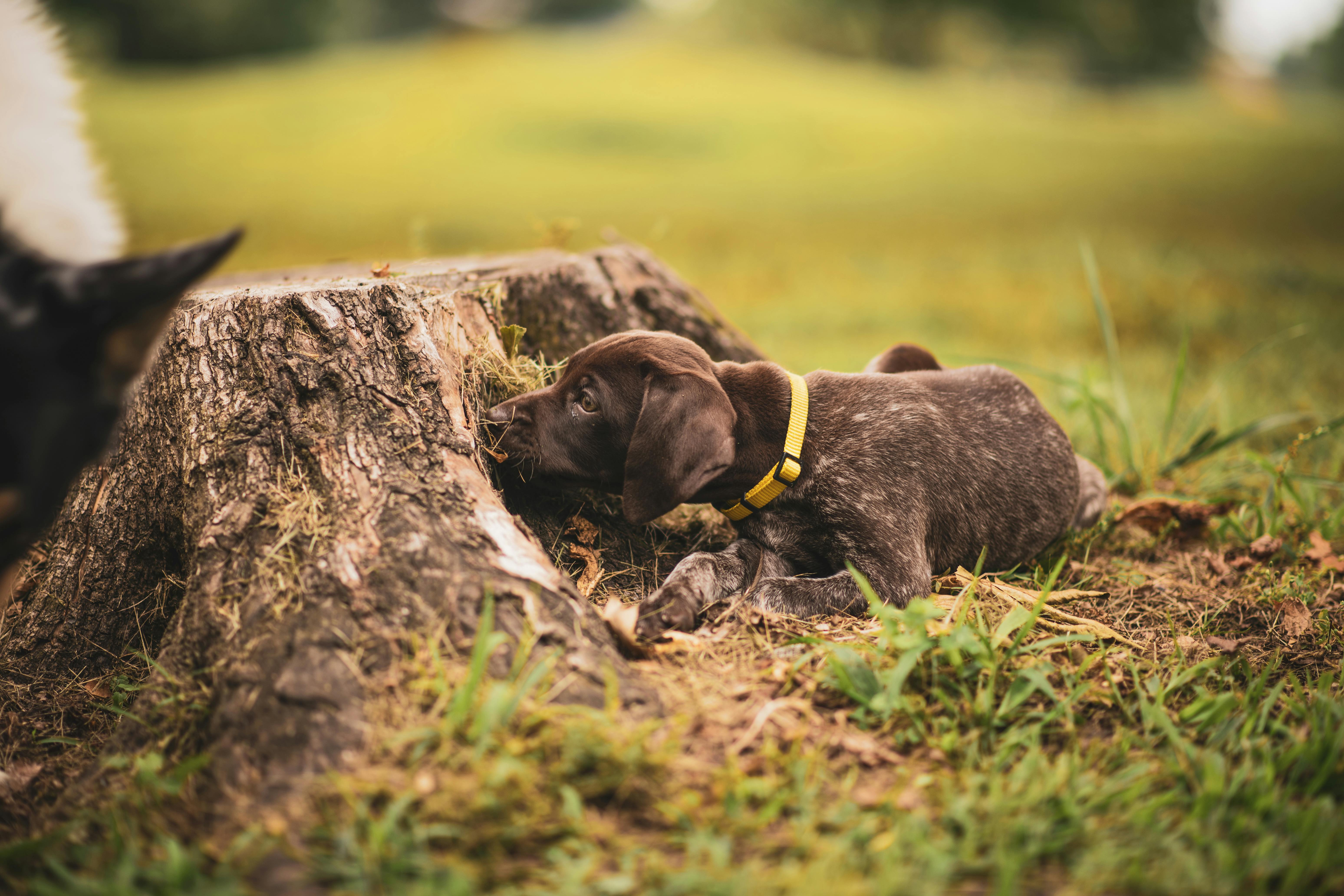 francia vizsla