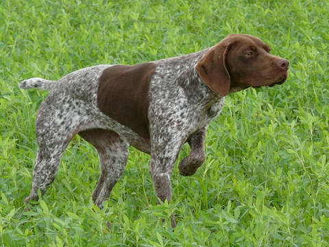 francia vizsla