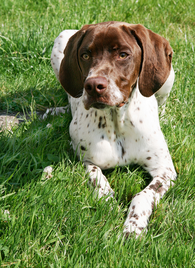 francia vizsla