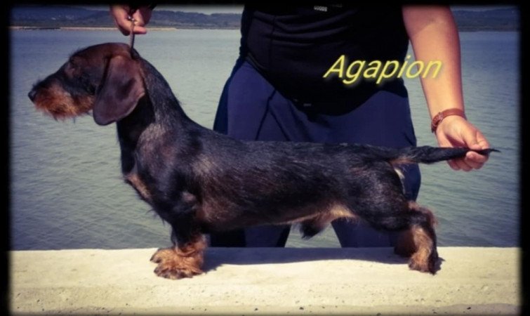 tacskó szálkásszőrű