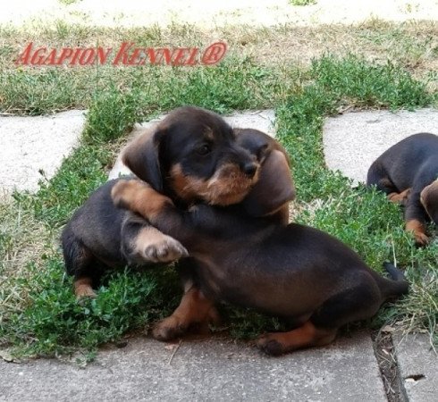 tacskó szálkásszőrű