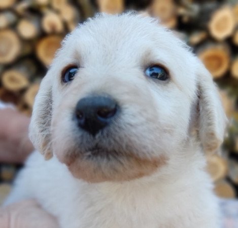 Labradoodle fajtajellegű