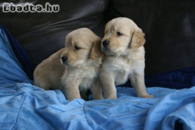 Golden retriever kölykök