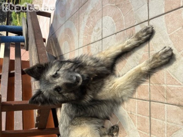 Belga Juhász Tervueren