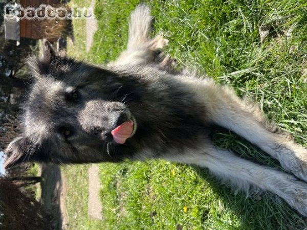 Belga Juhász Tervueren