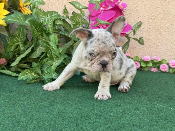 Francia Bulldog