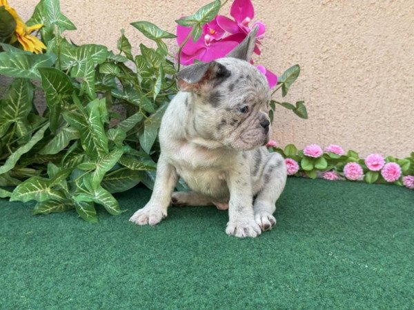 Francia Bulldog