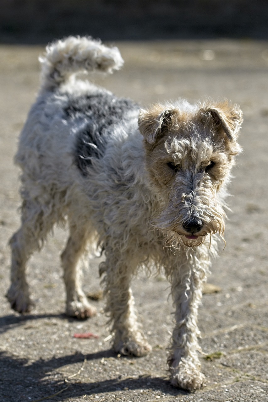 fox terrier