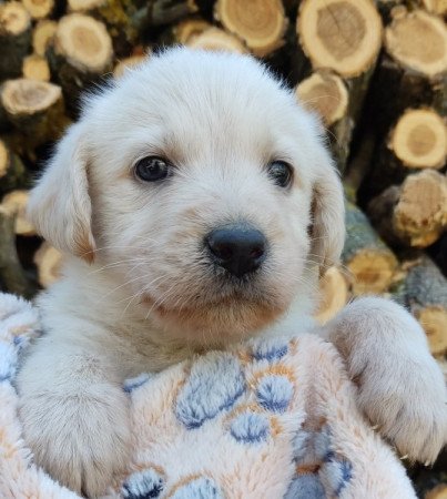 Labradoodle fajtajellegű