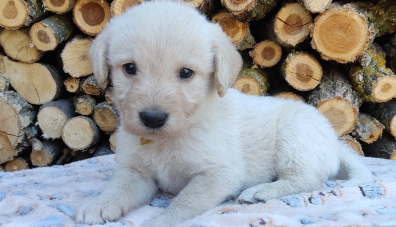Labradoodle fajtajellegű