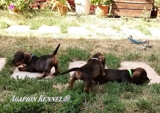 tacskó szálkásszőrű