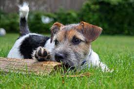 fox terrier