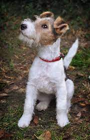 fox terrier