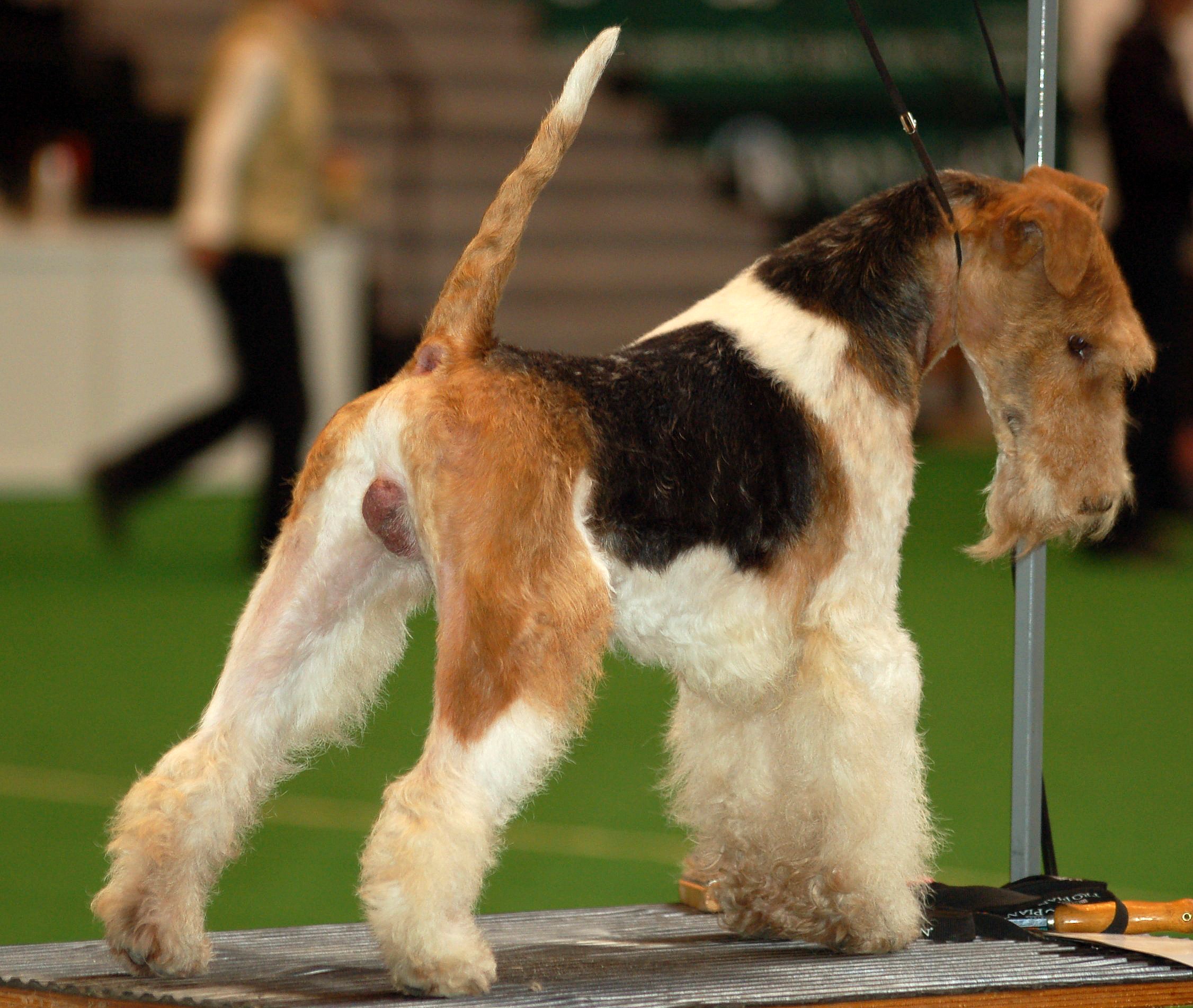 fox terrier