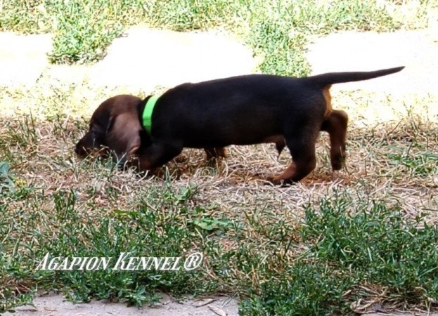 tacskó szálkásszőrű