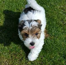 fox terrier