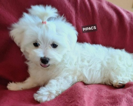 Bichon havanese