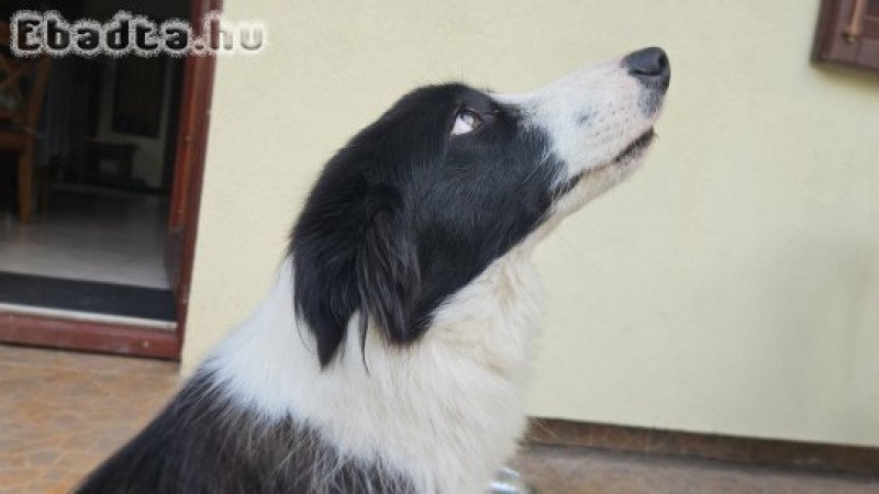 Border Collie eladó