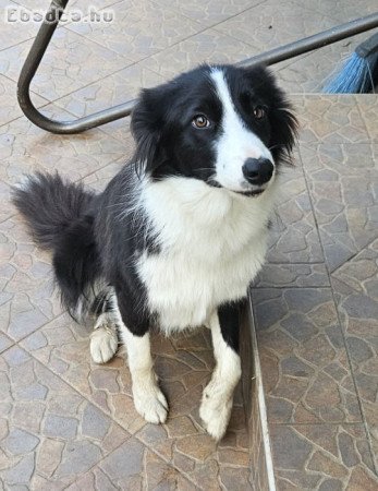 Border Collie eladó