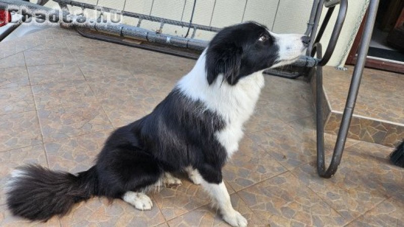 Border Collie eladó
