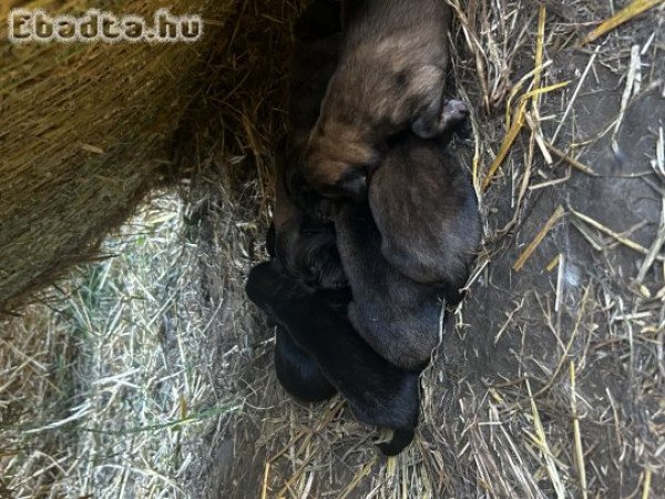 Foglalhatók sarplaninac fajtajellegű kiskutyák