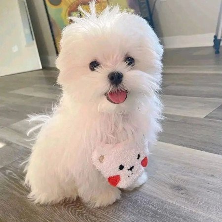 Gyönyörű máltai selyemkutyák