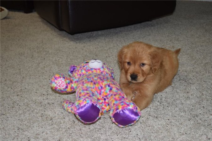 Golden Retriever kölykök