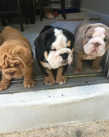 Angol bulldog kölykök