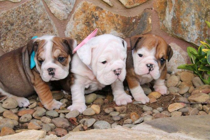 Angol bulldog kölykök